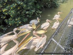 -广州长隆飞鸟乐园