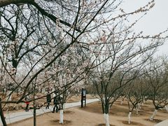 -桃花堤公园