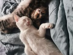 -纳吉亚猫专科动物诊疗中心(蒋宅口分院)
