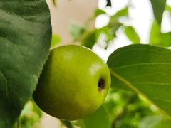 -南京市芳草园小学(凤凰校区)