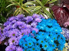 -哈根达斯(青岛海信店)