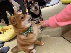 -逗柴咖啡屋·狗咖猫咖宠物桌游