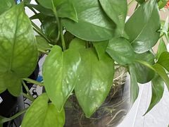 -新航道雅思托福·留学·考研培训(人民广场校区)