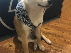 -柴务处·柴犬主题狗咖