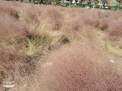 -映月湖中央公园
