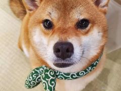 -逗柴咖啡屋·狗咖猫咖宠物桌游