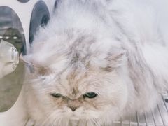 -PETKIT小佩宠物(昭化店)