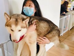 -Husky Go! 哈士奇体验馆·宠物咖啡厅狗咖