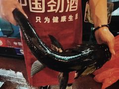 -全乐鱼馆·淳牌有机鱼直营店