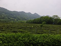 -野蔓果·山野菜(西湖景区·龙井茶田店)