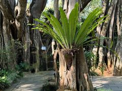 -瑞丽独树成林风景区