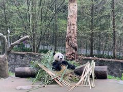 -都江堰中华大熊猫苑