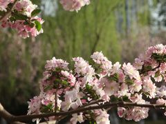 -海棠花溪(元大都城垣遗址公园)