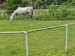 -重庆和泰马术俱乐部