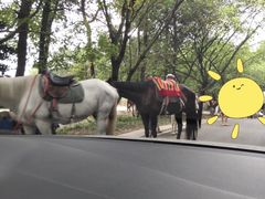 -铁山坪森林公园