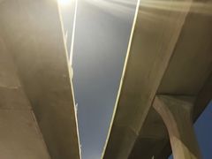 -中环花鸟鱼虫市场