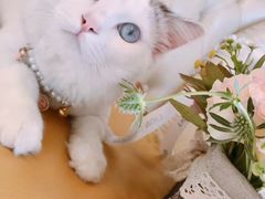 -伟伟宠物医院·瑞派猫友好医院·猫科(光谷店)