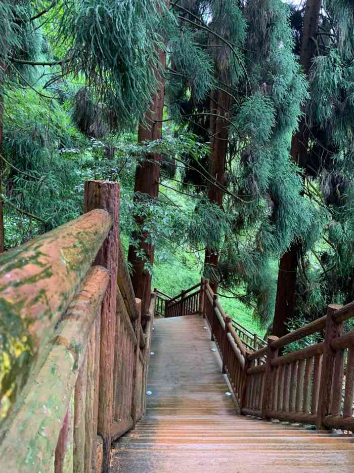 峨眉山七里坪森林栈道景区