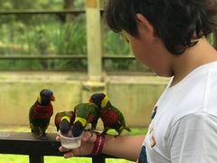 -吉隆坡雀鸟公园