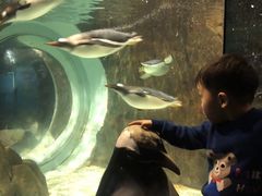 -成都浩海立方海洋公园