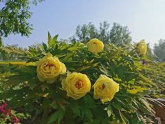 -莲花池公园