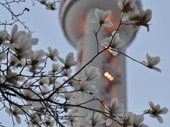 -东方明珠广播电视塔