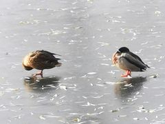 -后海公园