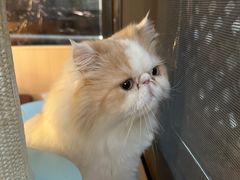 -MOCHA明星猫咖(田子坊店)