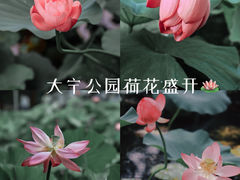 -大宁公园
