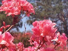 -木兰云雾山
