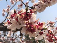 -北京鹫峰国家森林公园