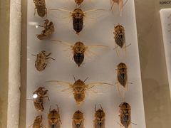 -墨尔本博物馆(Melbourne Museum)