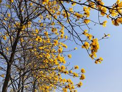 -天适樱花悠乐园