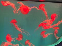 -海合安成都极地海洋公园