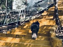 -燕塞湖鸟语林景区
