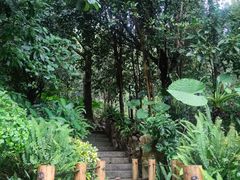 -深圳仙湖植物园