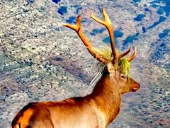 -新疆天山野生动物园