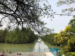 -大湾区中央湿地公园-十九涌
