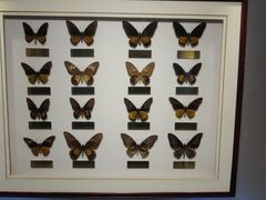 -上海昆虫博物馆