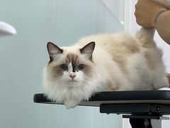 -爱洗澡的猫(望京店)