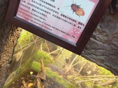 -上海大自然野生昆虫馆(东方明珠·爬宠昆虫探索中心)