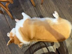 -肥朵食堂(带梦胡同店)