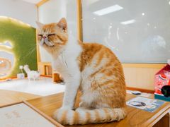 -猫和宫(六道口店)