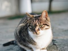 -西园寺