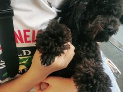 -安安宠医·安宠宠物医院