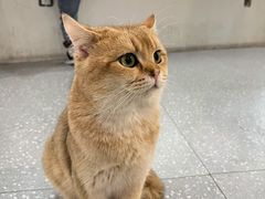 -共舞时光猫咖·狗咖(新街口店)