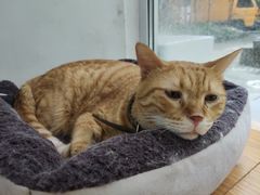 -李小姐の猫咖啡馆(五角场店)