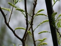 -东平国家森林公园
