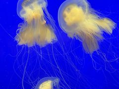 -上海海洋水族馆