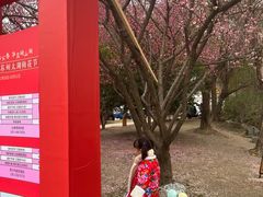 -香雪海